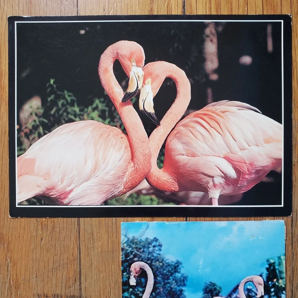 Vintage Flamingo postcard bundle two (2)